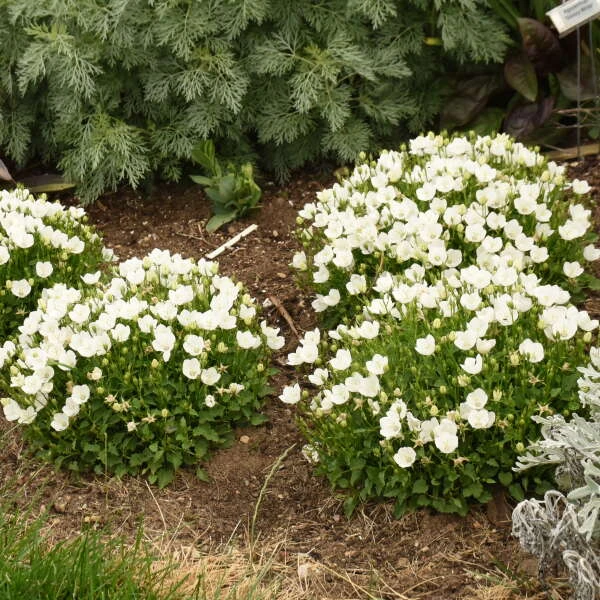 Mini Marvels™ Starbright Bellflower - Image 3