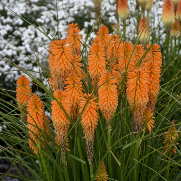 Pyromania™ 'Orange Blaze' Red Hot Poker - Image 2