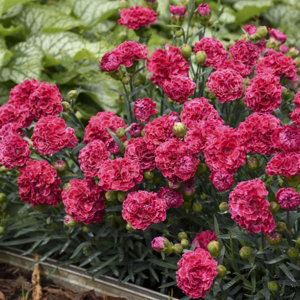 Fruit Punch® 'Raspberry Ruffles' Dianthus - Image 3