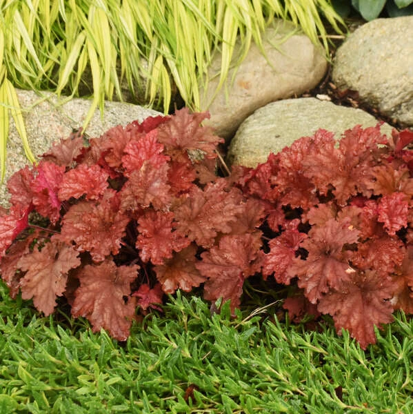 Primo® 'Peachberry Ice' Coral Bells - Image 4