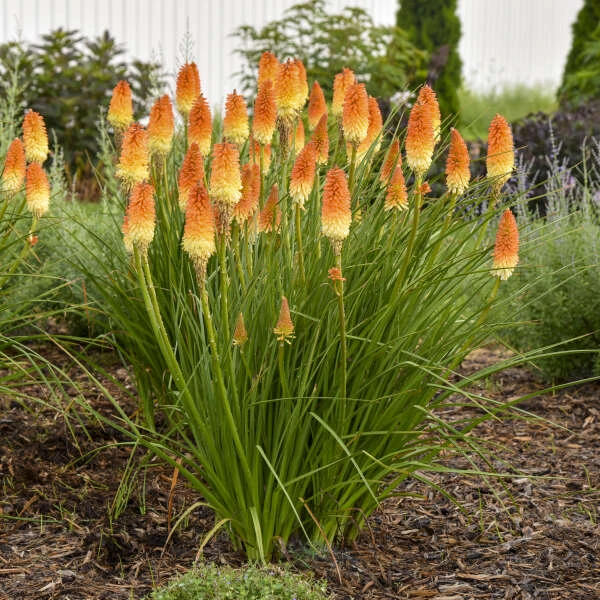 Pyromania® 'Hot And Cold' Red Hot Poker - Image 3