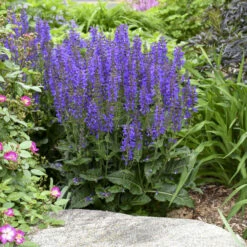 Color Spires® 'Indiglo Girl' Salvia