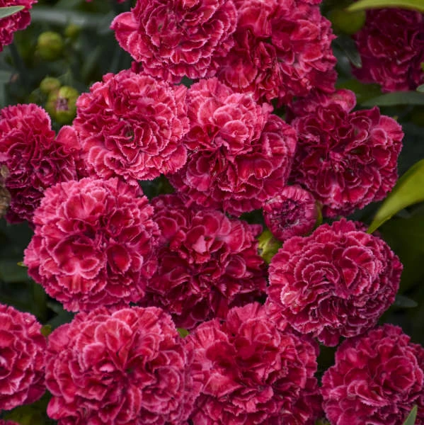 Fruit Punch® 'Raspberry Ruffles' Dianthus - Image 4