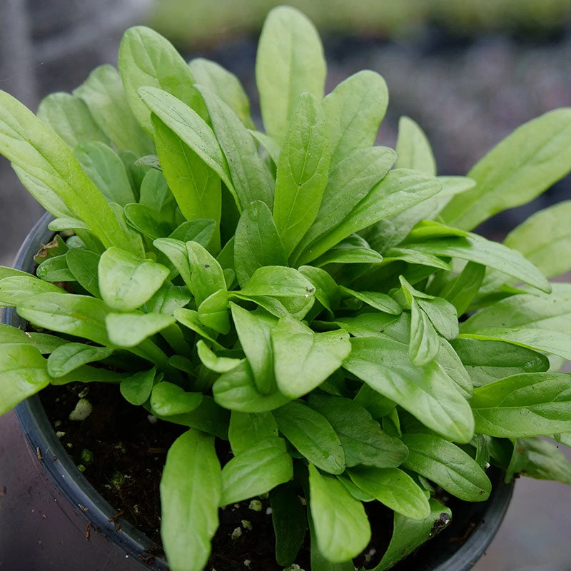 Feathered Friends™ 'Cordial Canary' Bugleweed - Image 4