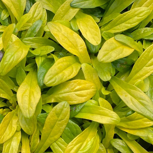 Feathered Friends™ 'Cordial Canary' Bugleweed - Image 2