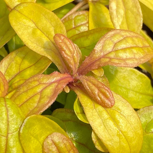 Feathered Friends™ 'Petite Parakeet' Bugleweed - Image 2