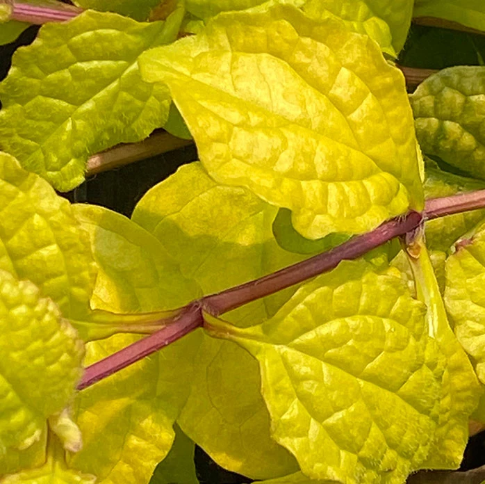 Feathered Friends™ 'Tropical Toucan' Bugleweed - Image 2