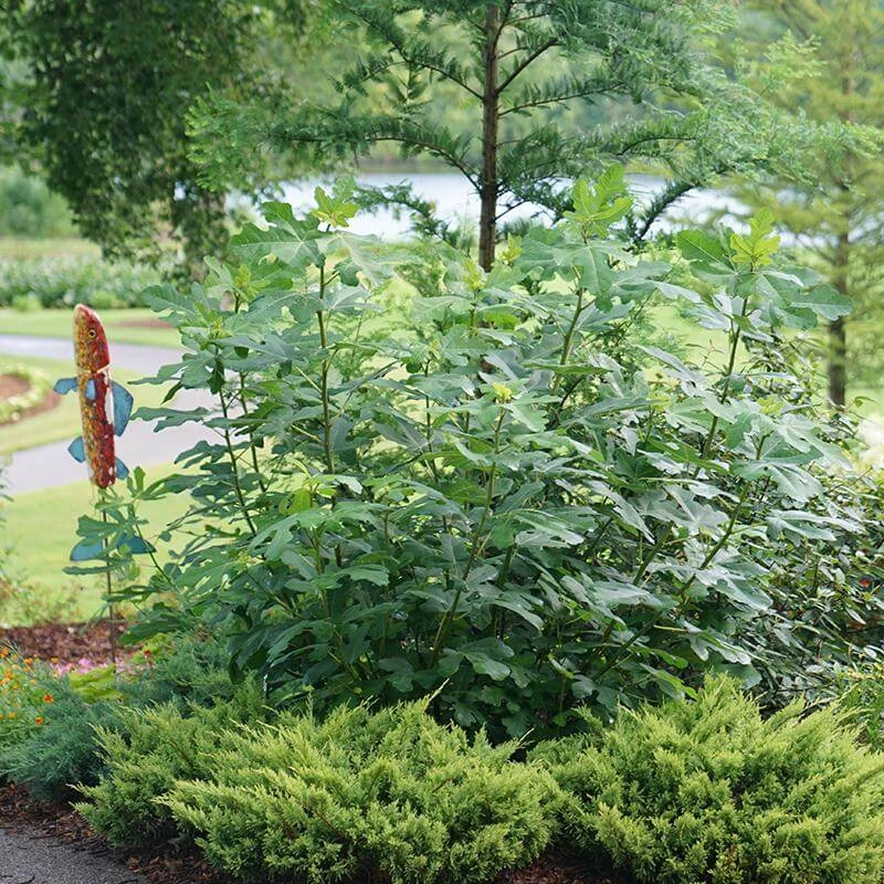 'Chicago Hardy' Fig - Image 3