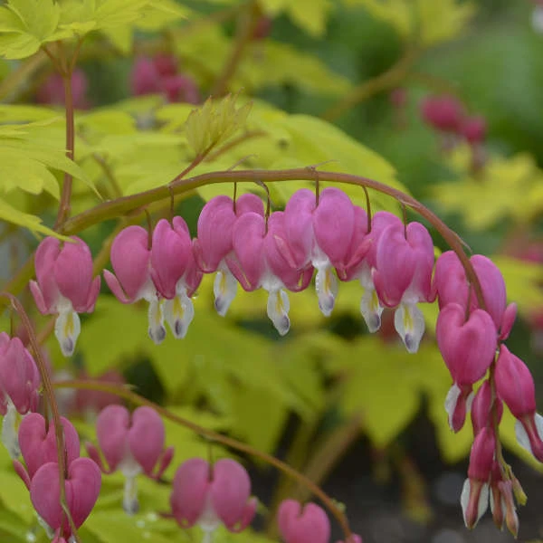 'Gold Heart' Bleeding Heart - Image 3