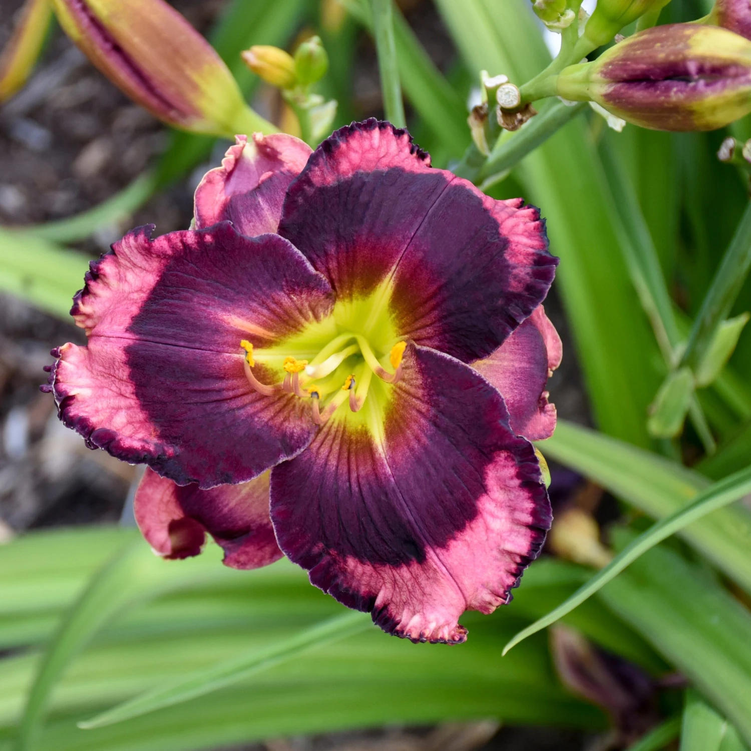 Rainbow Rhythm® 'Storm Shelter' Daylily - Image 2