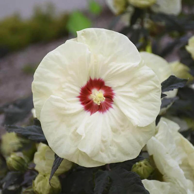 Summerific® 'French Vanilla' Perennial Hibiscus