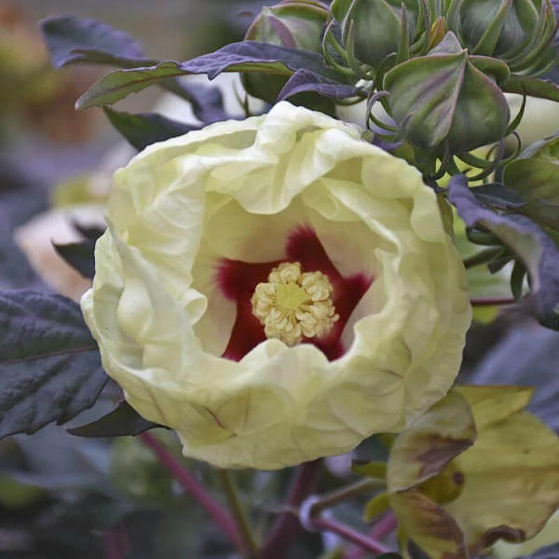 Summerific® 'French Vanilla' Perennial Hibiscus - Image 3