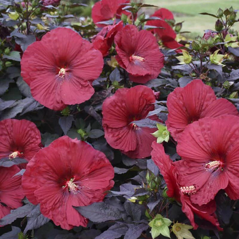 Summerific® 'Holy Grail' Perennial Hibiscus - Image 2