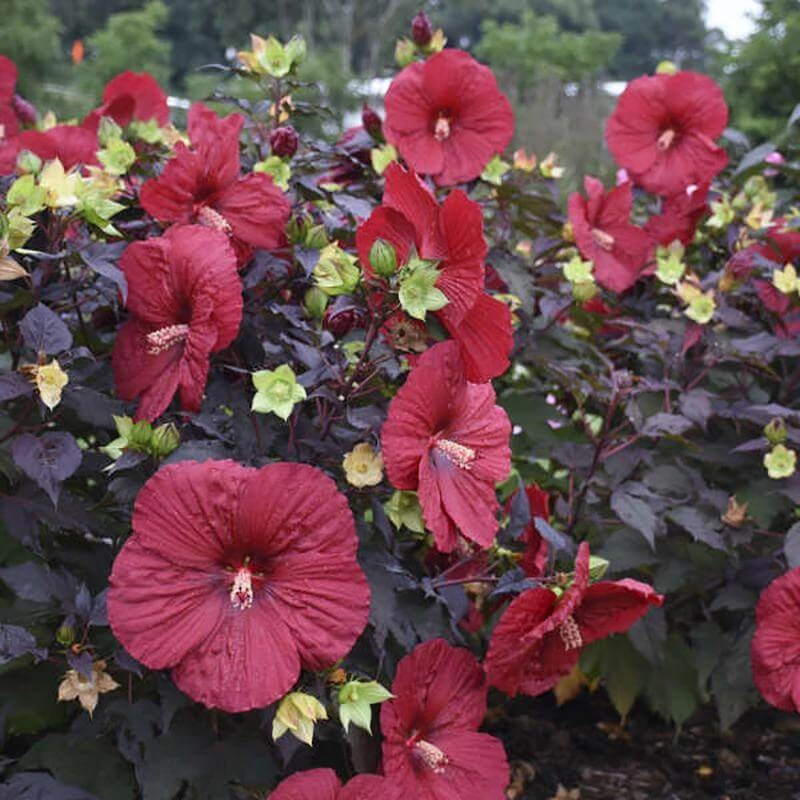 Summerific® 'Holy Grail' Perennial Hibiscus - Image 3