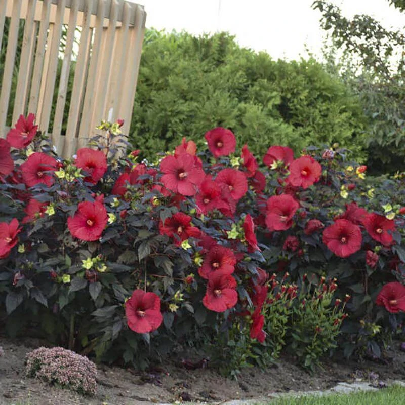 Summerific® 'Holy Grail' Perennial Hibiscus - Image 4