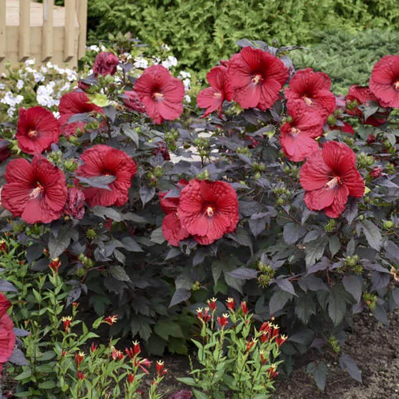 Summerific® 'Holy Grail' Perennial Hibiscus - Image 5