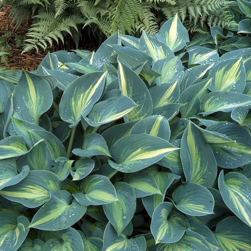 'June' Hosta - Image 4