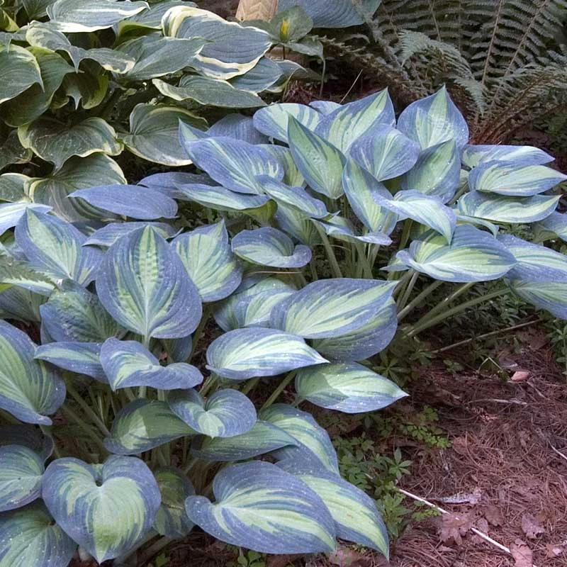 'June' Hosta - Image 3