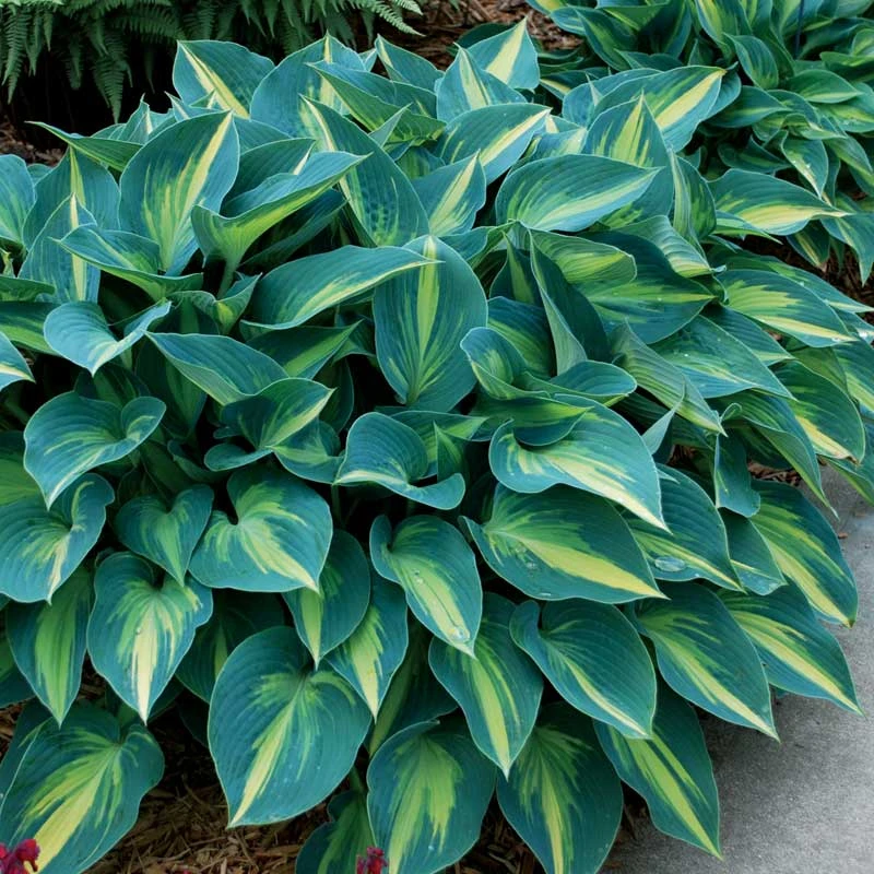 'June' Hosta