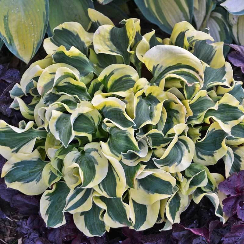 'Mini Skirt' Hosta - Image 2