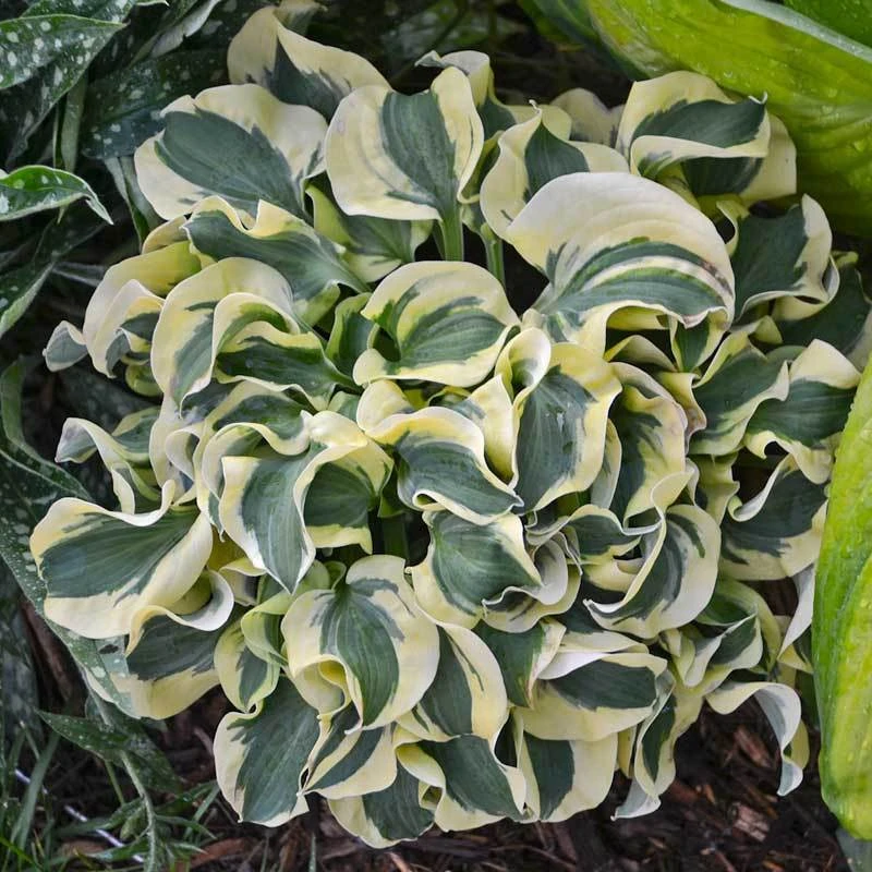 'Mini Skirt' Hosta - Image 4