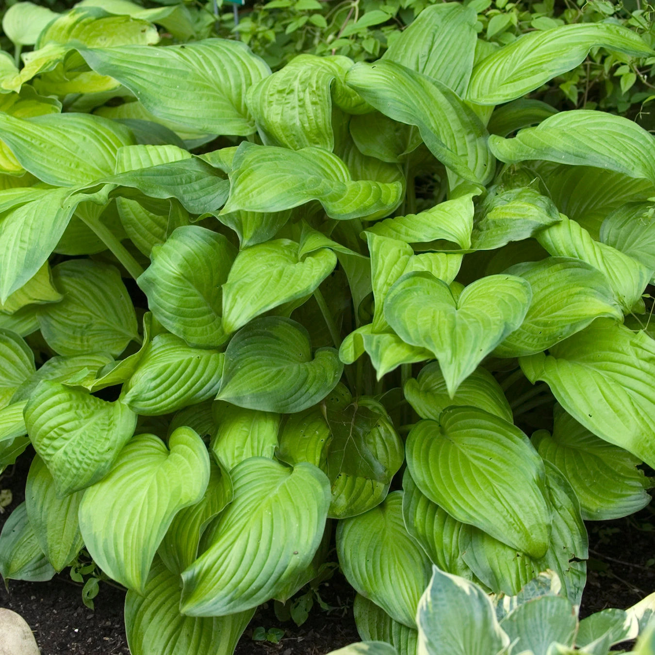 'Stained Glass' Hosta - Image 5