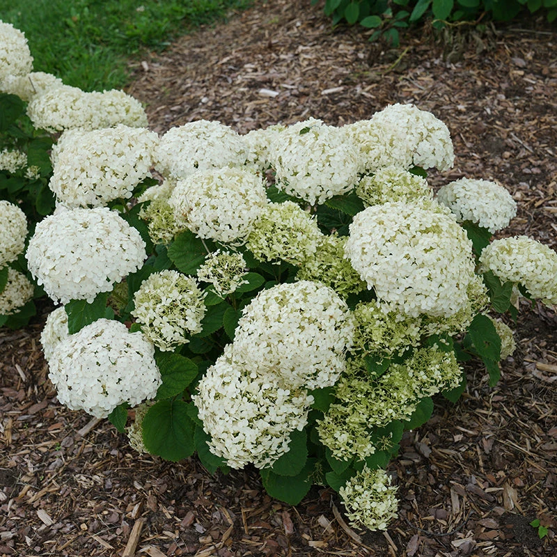 Invincibelle Wee White® Smooth Hydrangea - Image 5