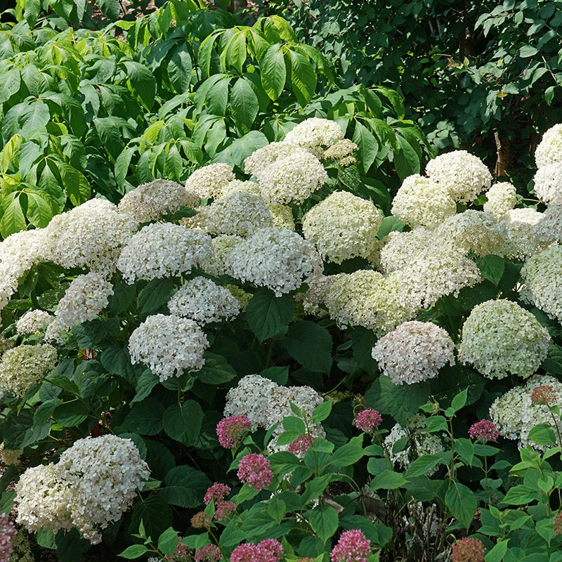 Invincibelle Wee White® Smooth Hydrangea - Image 3