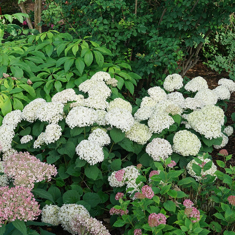Invincibelle Wee White® Smooth Hydrangea - Image 4
