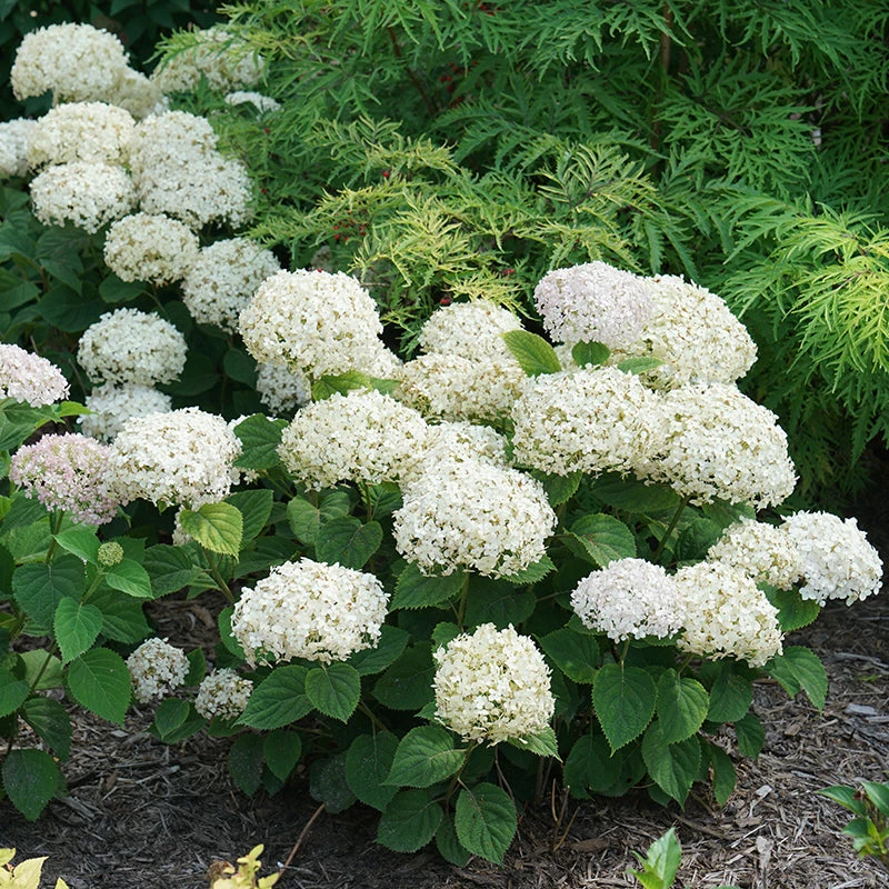 Invincibelle Wee White® Smooth Hydrangea - Image 2
