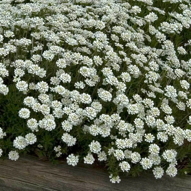 'Tahoe' Candytuft