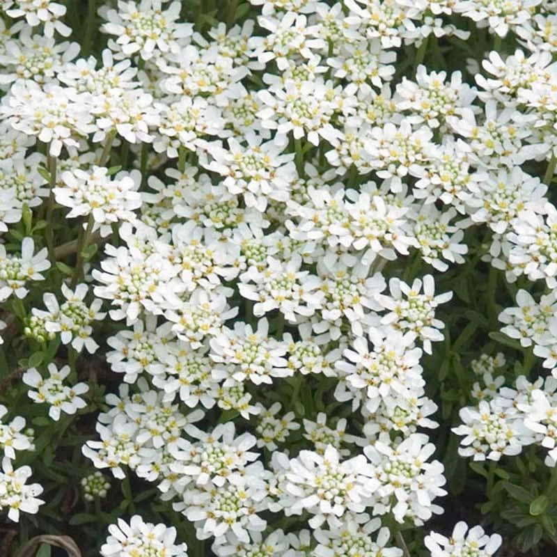 'Tahoe' Candytuft - Image 2