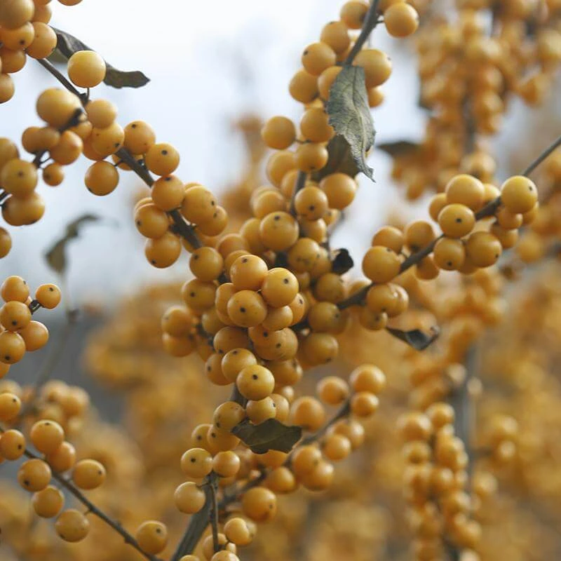 Berry Heavy® Gold Winterberry Holly - Image 5