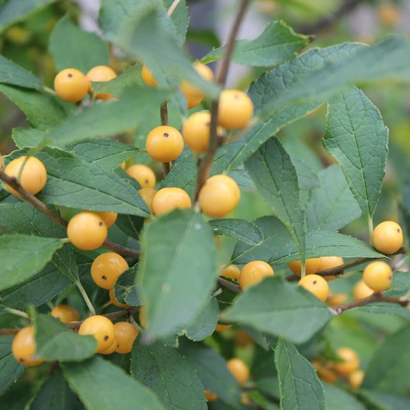 Berry Heavy® Gold Winterberry Holly - Image 4