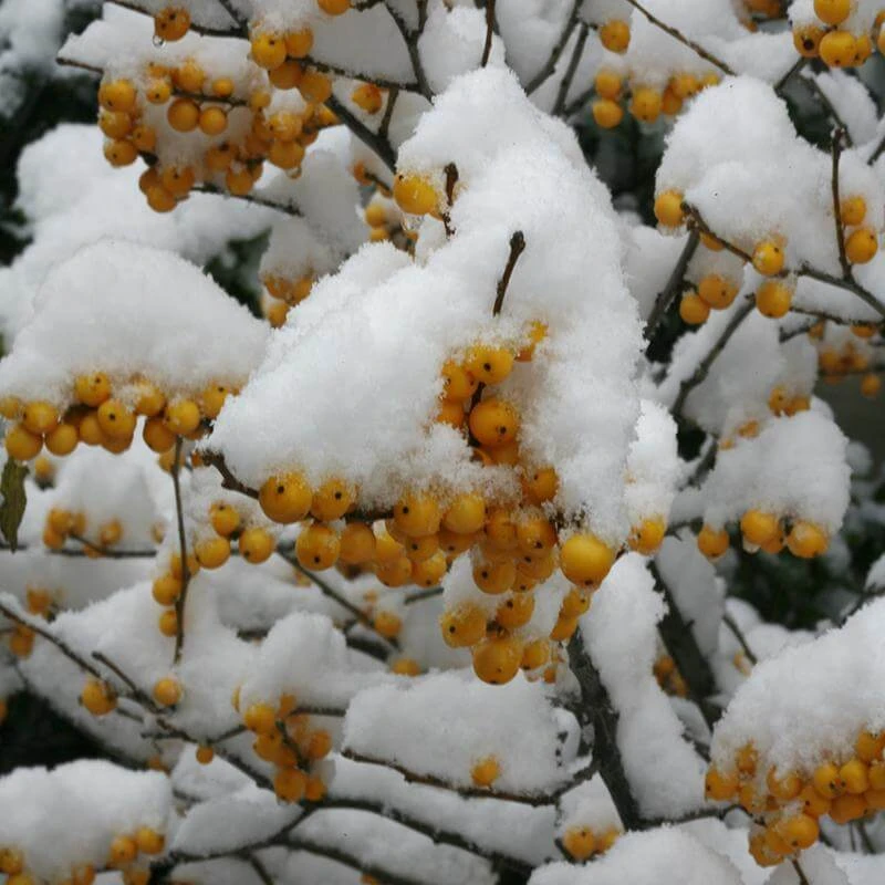 Berry Heavy® Gold Winterberry Holly - Image 2