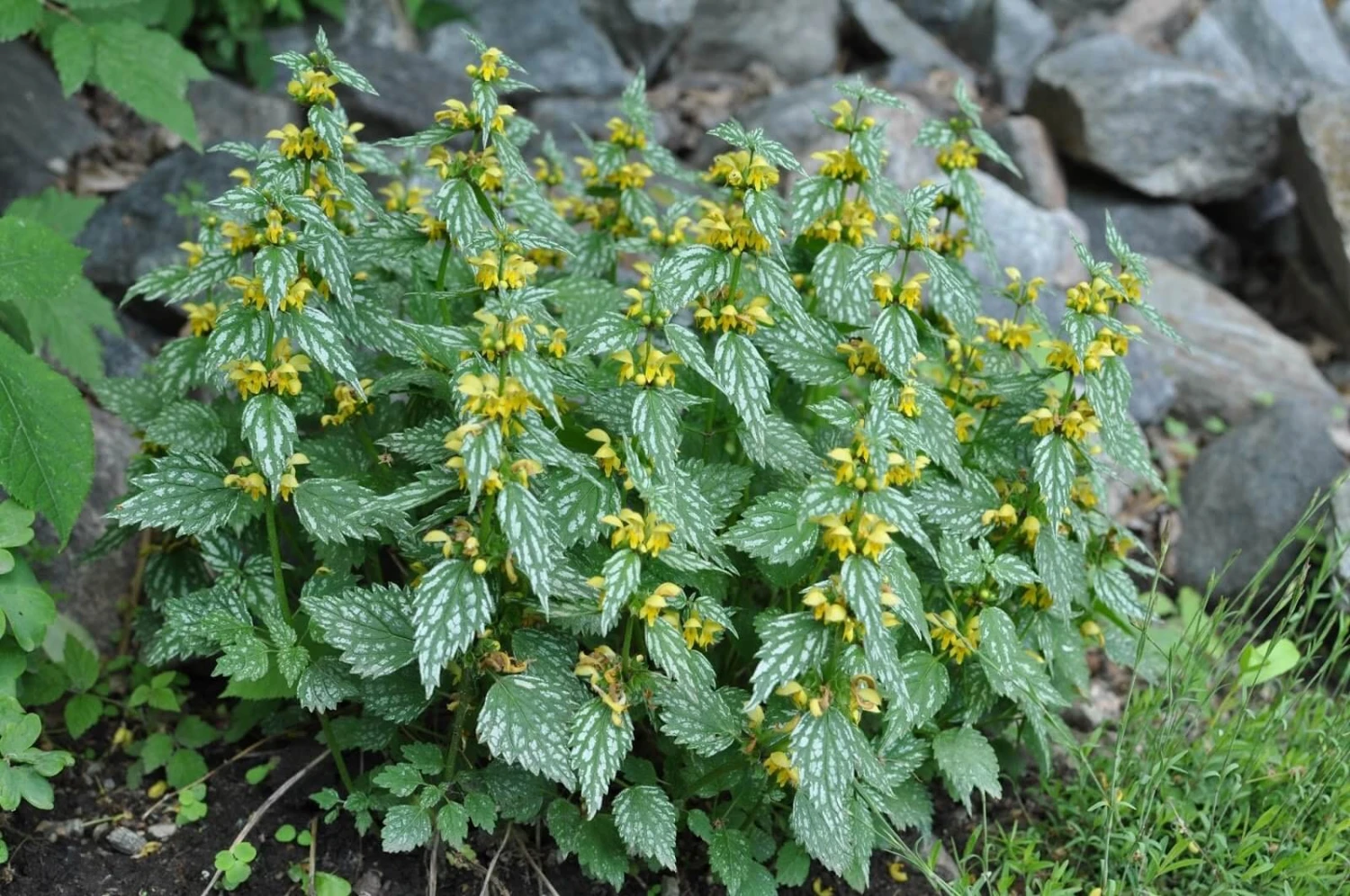 'Hermann's Pride' Spotted Dead-Nettle - Image 2