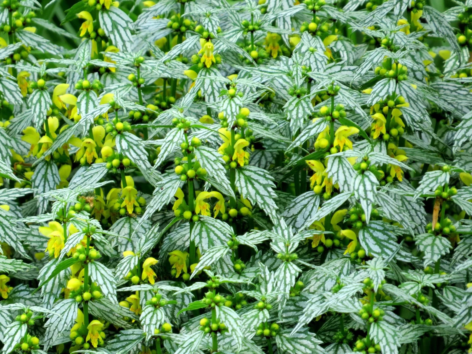 'Hermann's Pride' Spotted Dead-Nettle - Image 3