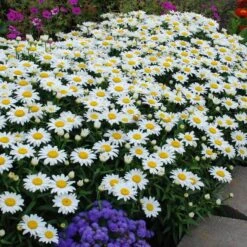 'Snowcap' Shasta Daisy