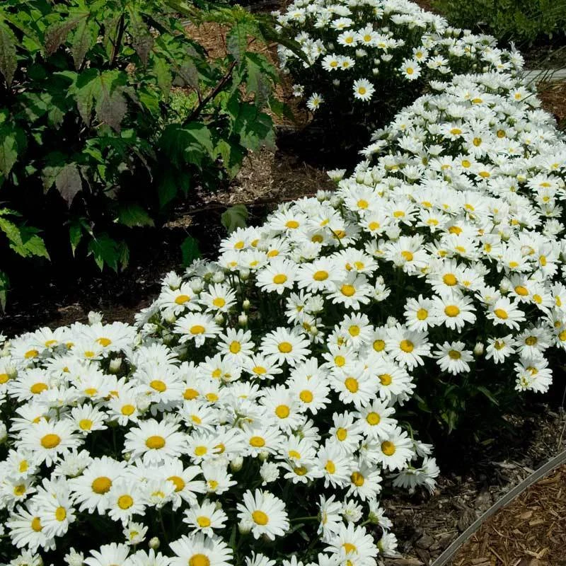 'Snowcap' Shasta Daisy - Image 2