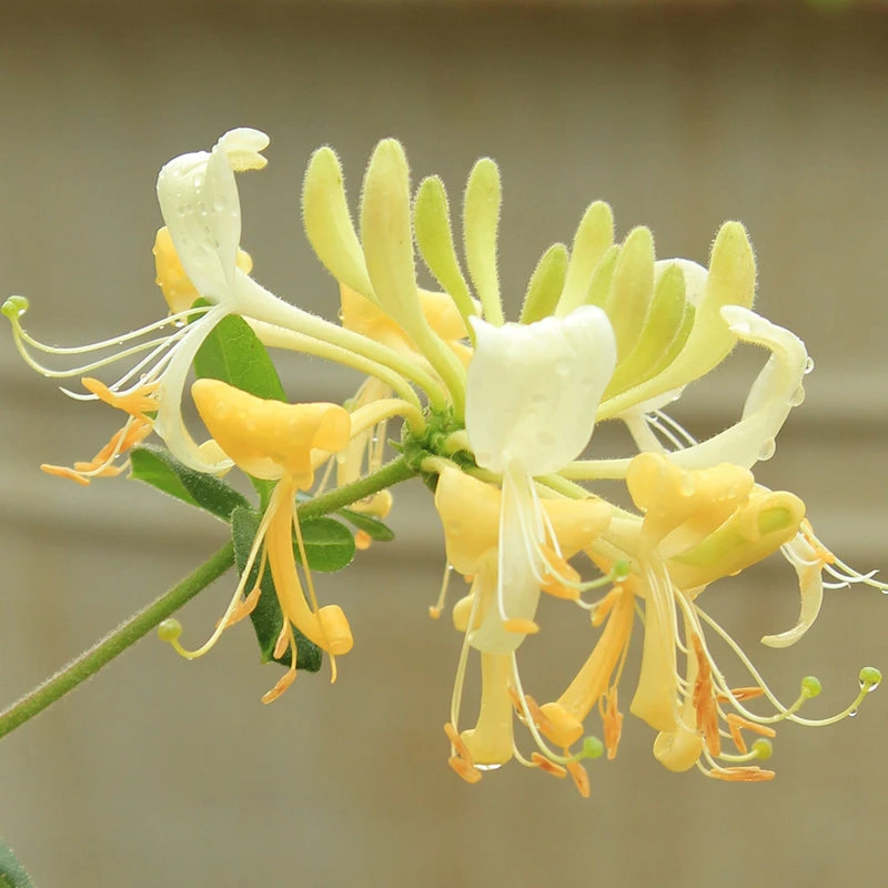 'Scentsation' Honeysuckle Vine - Image 2