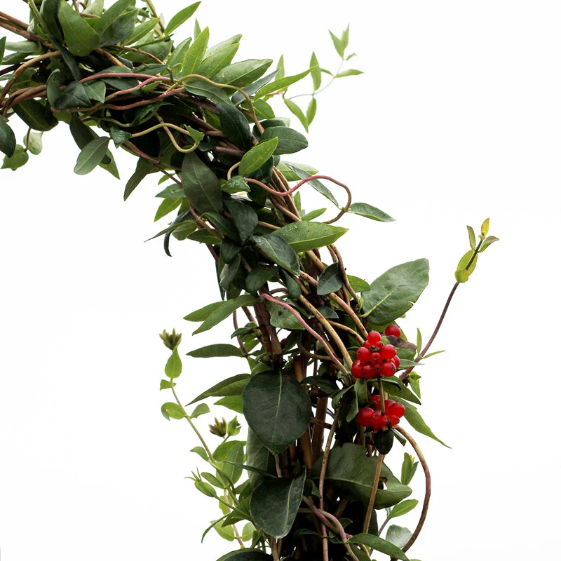 'Scentsation' Honeysuckle Vine - Image 5