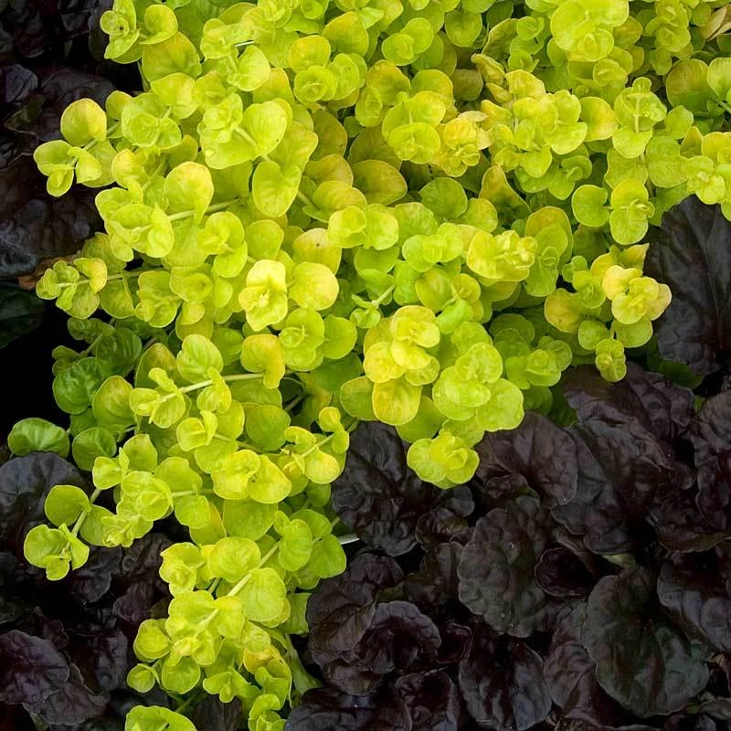 Yellow Creeping Jenny - Image 2