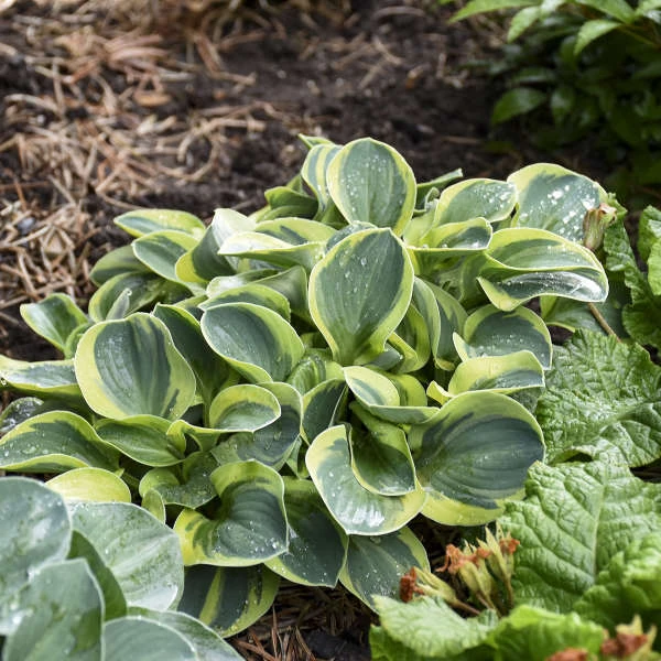 'Mighty Mouse' Hosta - Image 4
