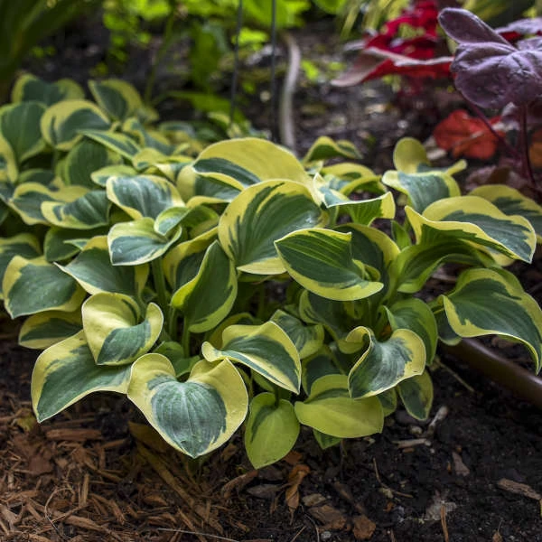 'Mighty Mouse' Hosta - Image 3