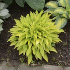 'Munchkin Fire' Hosta