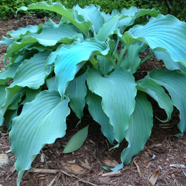 'Neptune' Hosta