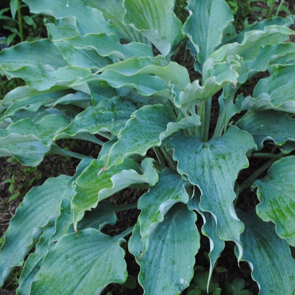 'Neptune' Hosta - Image 2