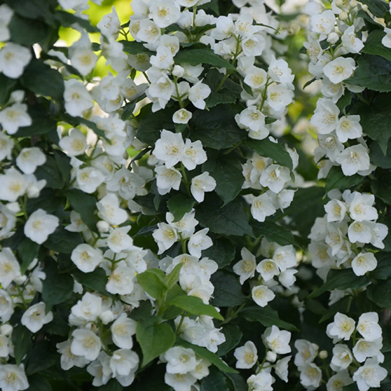 Illuminati Tower® Mock Orange