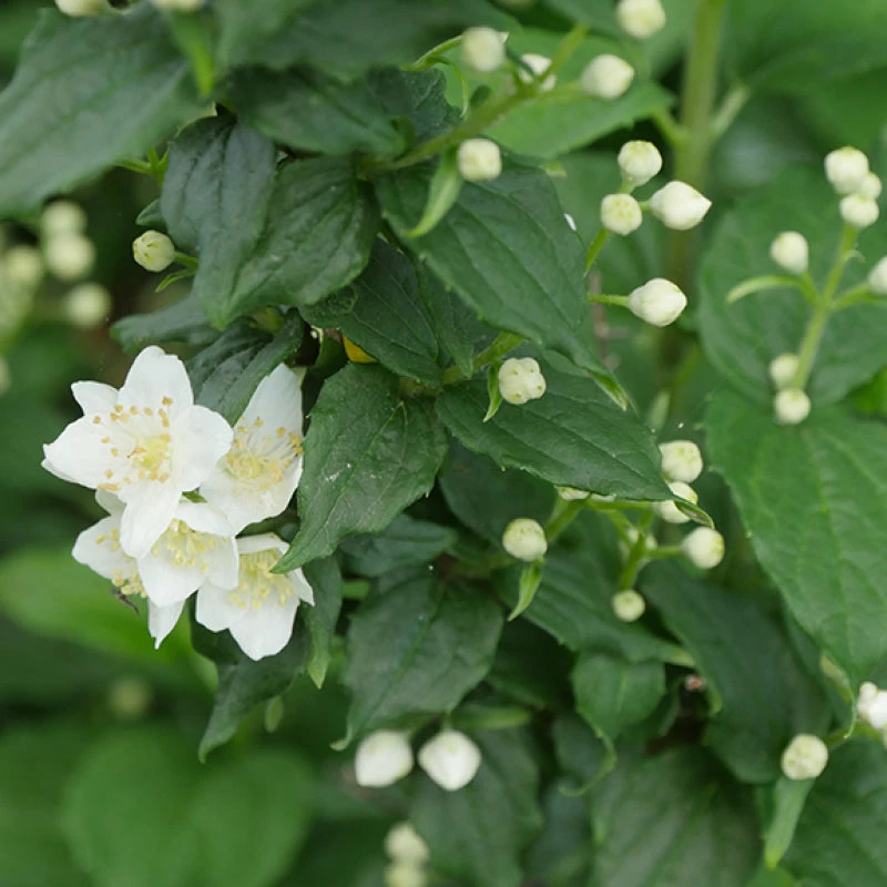 Illuminati Tower® Mock Orange - Image 2