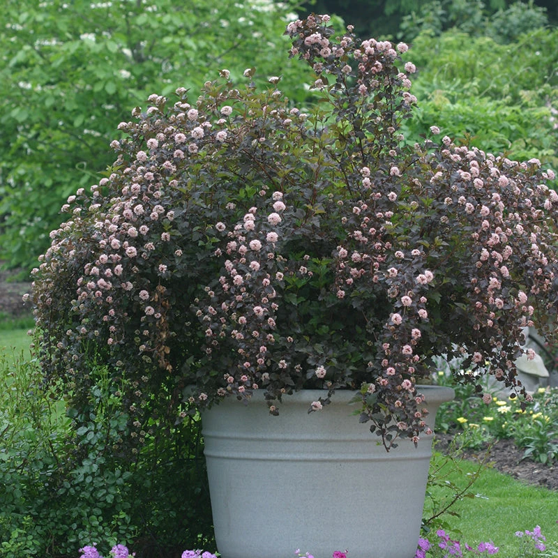 Summer Wine® Ninebark - Image 3